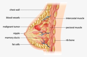 Breast Anatomy - Breast Cancer