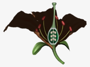 Flower Anatomy - Flag