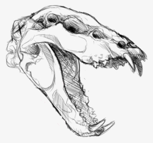 Shinlai Anatomy Study Exotic Skull By Holyfrap-d5h0flv - Portable Network Graphics