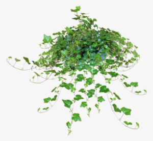 Hanging Plant, Sunshine3 - Hanging Plants Png File
