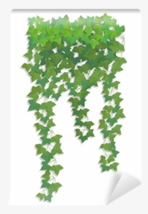 Hanging Branches Of Ivy