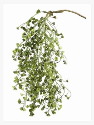 20" Sedum Hanging Bush Green - Inch