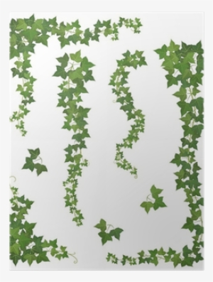 Set Of Hanging Branches Of Ivy On A White Background - Hanging Plants Vector