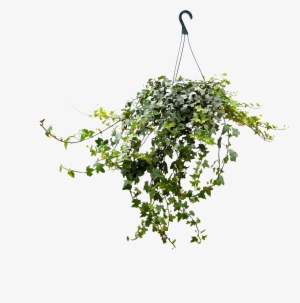 8in Ivy Hanging - Tree