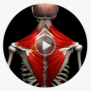 3d Anatomy Of The Muscular System - Muscle And Motion