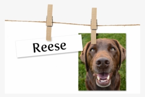 Dog Catches Something