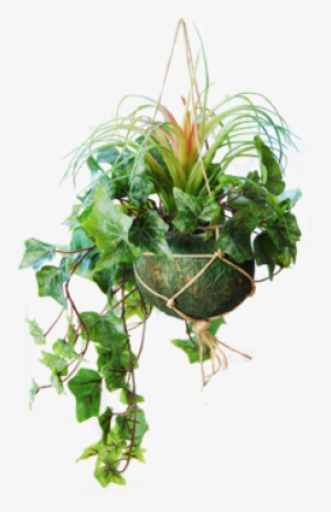 Hanging Basket With Light Frosted Ivy And A Tillandsia - Credit