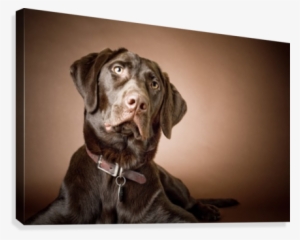 Chocolate Labrador Retriever - Chocolate Labrador Retriever; Portrait Of A Labrador