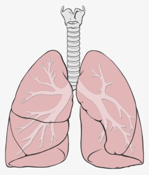 Anatomy Clipart Lung - Simple Lungs