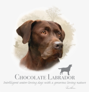 Chocolate Labrador - T Shirt Labrador Choco