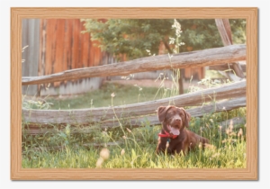 Framed Acrylic Sample Of Chocolate Lab - Picture Frame