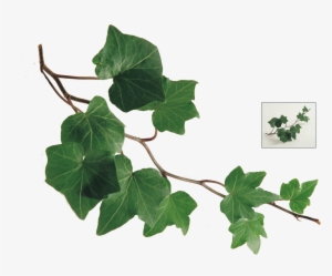 2 Kbytes, For Mobile - Assertion - Reason Questions In Botany For Aiims