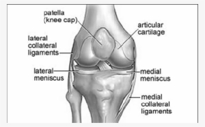 Right Knee Joint Anatomy - Superior Tibiofibular Joint