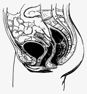Png Black And White Library Anatomical Drawing Pelvis - Pelvic Anatomy Draw