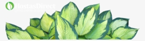 Hostasdirect's Garden Blog - Hostas On White Background