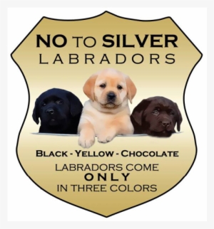 Say No To Silver - Differences Between American Labs And English Labs
