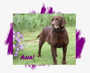 Lab Rescue Of L - Pointing Breed