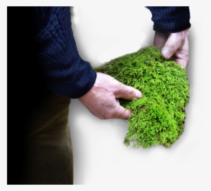 Our Raw Materials - Moss