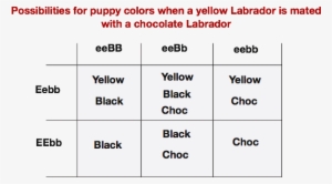 Yellowxchocolate - Labrador Retriever Coat Colour Genetics