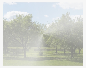 Lone Pine Tree Company - Lone Pine Tree Service