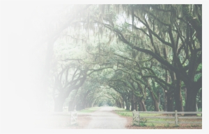 Letgetstart - Tree Archway