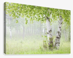Birch Trees In Fog - Supplier Generic Birch Trees In Fogthunder Bay Ontario