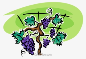Grapes On The Vine Royalty Free Vector Clip Art Illustration - Videira Vetor Png