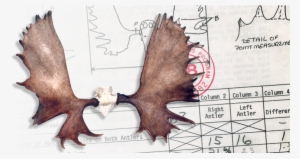 B&c World's Record - Comma