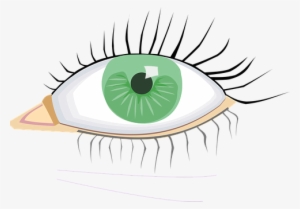 Eye, Green, Organ, Human Body - Organos Del Cuerpo Ojos