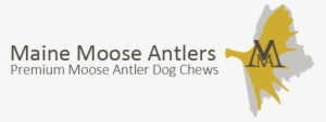 Maine Moose Antlers - Antler