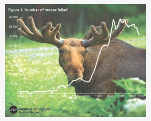 Number Of Moose Felled - Største Felte Elg I Norge