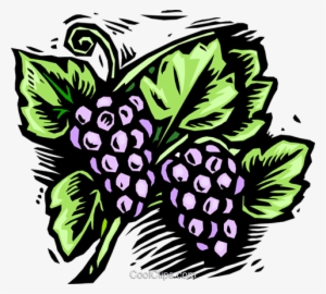 Grapes, Woodcut Style Royalty Free Vector Clip Art - Quelle Couleur De Fruit