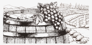 Grape Sketch - Sketch