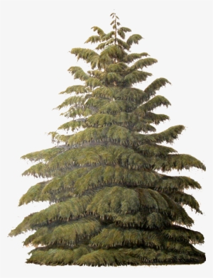 Incense Cedar - Conifers