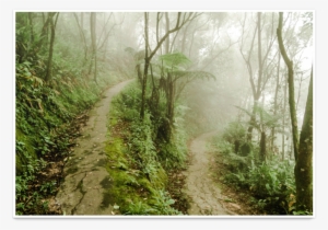 Poster Neblina De Lucas Cardozona - Old-growth Forest