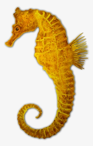 Caballitos De Mar Png,rosavecina - Seahorse