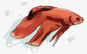 Beta Fish - Illustration