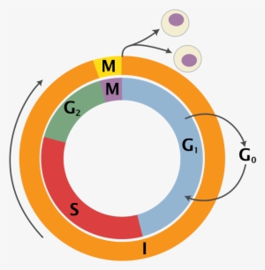 Temperature Control Of Mammalian Cell Cycle - Cell Cycle Png