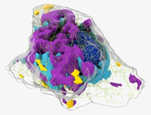 The Allen Integrated Cell Unites Two Cutting-edge Technologies - Allen Institute For Cell Science