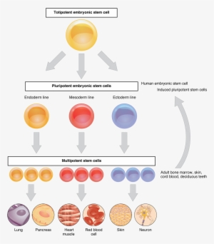 This Flow Chart Shows The Differentiation Of Stem Cells - Celulas Madre De Tejido Adiposo