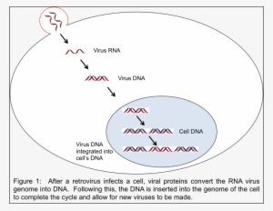 Repurposing Virus Proteins For A Positive Role In The - Viral Dna In Human Genome