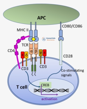 Human Peripheral Blood Cd4 T Cell - T Cell Activation Mhc