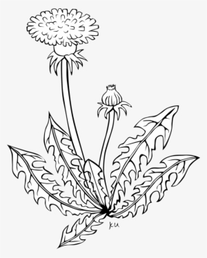 All Photo Png Clipart - Garden Weed Black And White