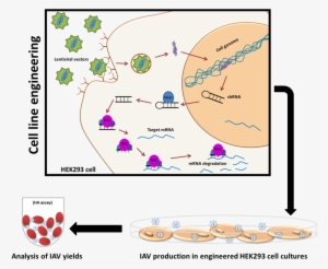 Scheme Of Cell Line Engineering - Short Hairpin Rna