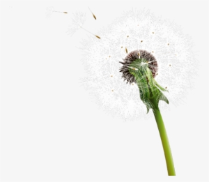Dandelion Clipart Transparent Background - Clip Art