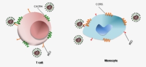 Human Immunodeficiency Virus - Cartoon