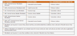 Human Fibroblast Cell Type Features - Kasturba Medical College Campus