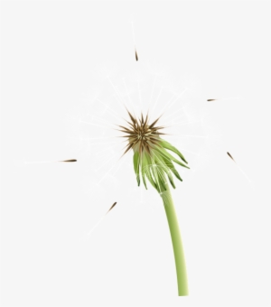 Taraxacum Png Clip Art Image - Clip Art