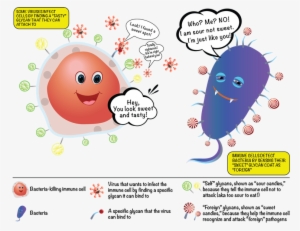 The Sugars On Our Cells And On Bacterial Cells Label - Glycome