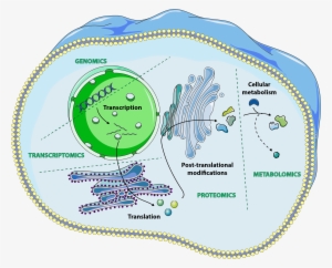 Long Long Life Genomics Proteomics, All Things -omics, - Longevity